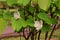 Dwarf white bauhinia, white orchid-tree or snowy orchid-tree flowers