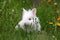Dwarf white bunny