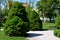 This dwarf white spruce. Its natural shape is almost regularly conical, it is not necessary to cut it. It grows slowly but densely