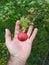Dwarf wild apples