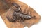 Dwarf wood scorpion Liocheles sp. isolated on white background