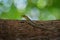 Dwarf yellow-headed gecko - Lygodactylus luteopicturatus