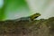 Dwarf yellow-headed gecko - Lygodactylus luteopicturatus