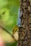 Dwarf yellow-headed gecko - Lygodactylus luteopicturatus