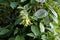 Dwarf Ylang-Ylang or cananga tree