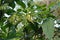 Dwarf Ylang-Ylang or cananga tree, fragrance flower for perfume extracted