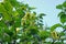 Dwarf Ylang-Ylang or cananga tree, fragrance flower for perfume extracted