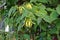Dwarf Ylang-Ylang or cananga tree, fragrance flower for perfume extracted