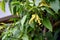 Dwarf Ylang-Ylang or cananga tree, fragrance flower for perfume extracted