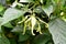 Dwarf Ylang-Ylang or cananga tree, fragrance flower for perfume extracted