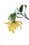 Dwarf Ylang-Ylang flower