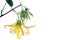 Dwarf Ylang-Ylang flower