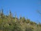 Dwarfed by the Saguaros