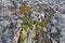Dwarfish birch (Betula nana L.) grows in the stony tundra