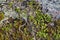 Dwarfish birch (Betula nana L.) grows in the tundra. Kola Peninsula