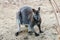 Dwarfish gray kangaroo