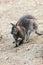 Dwarfish gray kangaroo