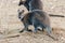 Dwarfish gray kangaroo