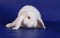 Dwarfish lop-eared rabbit an albino