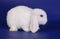 Dwarfish lop-eared rabbit an albino