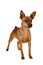 Dwarfish pinscher costs on white