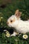 Dwarft Rabbit, Young with Daisies