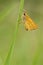 Dwergdikkopje, Lulworth Skipper, Thymelicus acteon