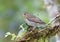 Dwerglijster, Swainson\'s Thrush, Catharus ustulatus