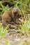 Dwergmangoest, Common Dwarf Mongoose, Helogale parvula