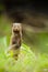 Dwergmangoest, Common Dwarf Mongoose, Helogale parvula