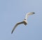 Dwergstern, Little Tern, Sternula albifrons