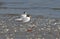 Dwergstern, Little Tern, Sternula albifrons