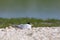 Dwergstern, Little Tern, Sternula albifrons