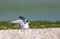 Dwergstern, Little Tern, Sternula albifrons