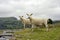 Dwyryd Estuary sheep in Wales