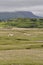 Dwyryd Estuary sheep in Wales