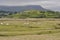 Dwyryd Estuary sheep in Wales