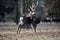 Dybowskii Deer in Forest Winter