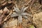 Dyckia avalanche is bromeliads sharing that group`s characteristic rosette shape.