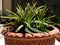 Dyckia brevifolia sawblade plant with a waxy foliage, thick and sharp leaves closeup