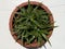 Dyckia brevifolia sawblade plant with a waxy foliage, thick and sharp leaves plant potted in a terracotta pot top view closeup