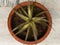 Dyckia bromeliads sliver black plant in a terracotta pot top view closeup