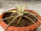 Dyckia sliver black plant in a terracotta pot closeup