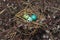 Dyed quail eggs in a nest on willow branches.