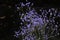 Dyed sky star-Gypsophila paniculata L.