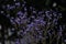 Dyed sky star-Gypsophila paniculata L.