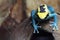 Dyeing dart frog