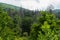 Dying Balsam Grove, Cherohala Skyway