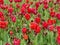 Dying and blooming red tulips