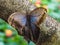 A dying blue morpho butterfly sits on a tree